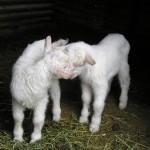 Jannei Goat Dairy - Australian Goat cheese