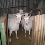 Jannei Goat Dairy - Australian Goat cheese