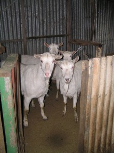 Jannei Goat Dairy - Australian Goat cheese