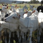 Jannei Goat Dairy - Australian Goat cheese