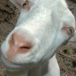 Jannei Goat Dairy - Australian Goat cheese