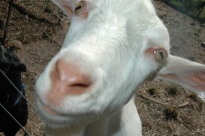 Jannei Goat Dairy - Australian Goat cheese