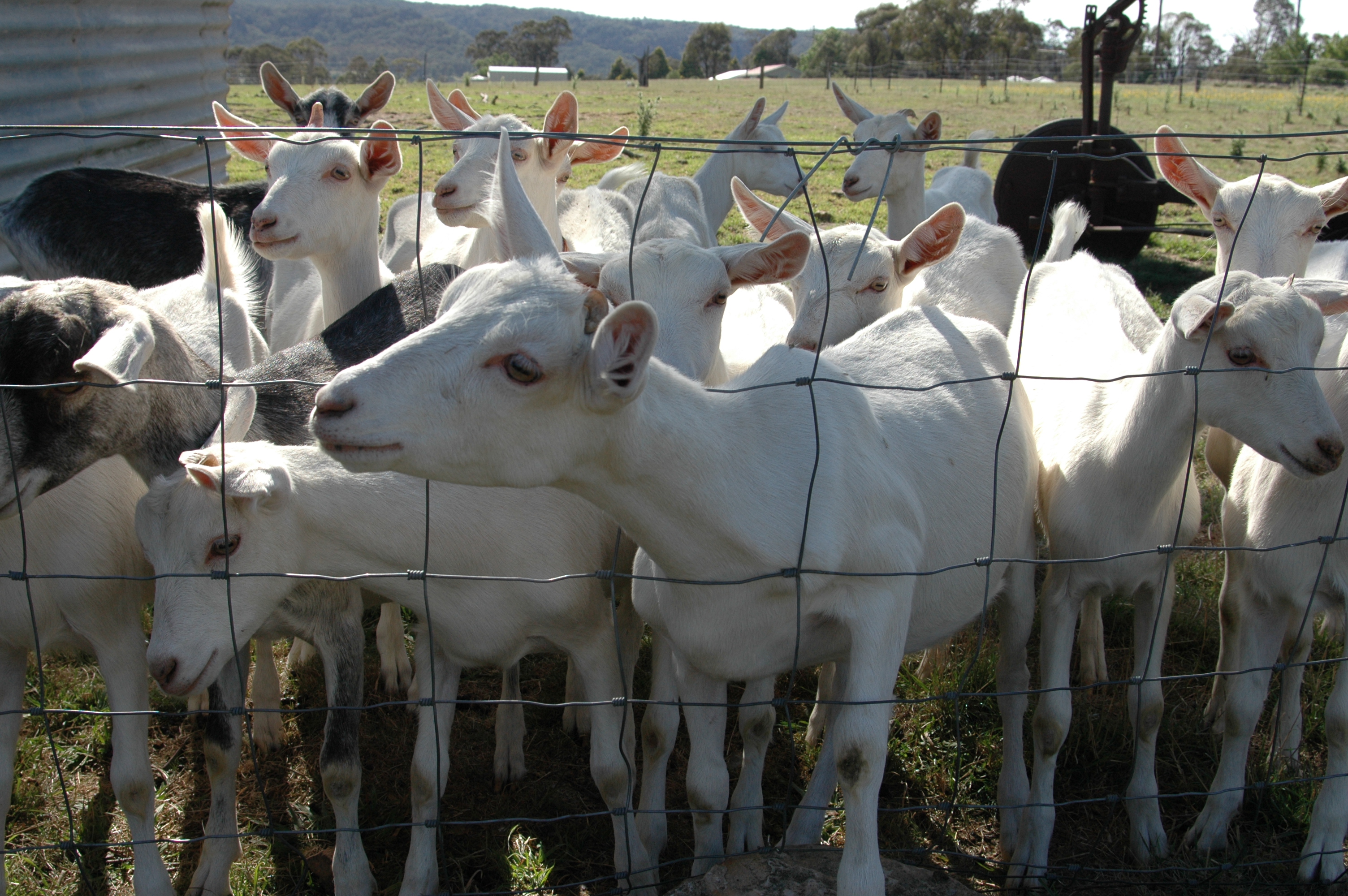 Young Goats - Jannei Goat Dairy Jannei Goat Dairy - Australian Goat cheese