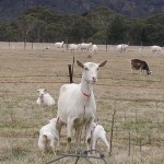 Jannei goat dairy, Baby goats