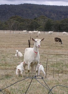 Jannei goat dairy, Baby goats
