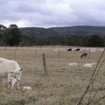 Jannei Goat Dairy goats
