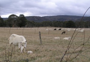 Jannei Goat Dairy goats