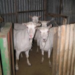 Jannei - Australian goat cheese producers