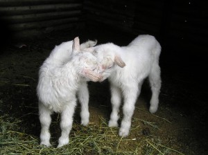 Jannei - Australian goat cheese producers