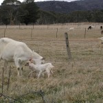 Jannei goat dairy - goats