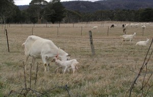 Jannei goat dairy - goats