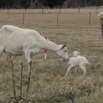 Jannei - Australian goat cheese producers