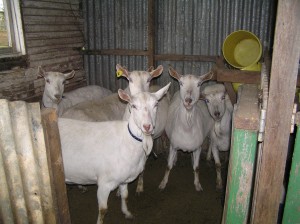 Jannei - Australian goat cheese producers