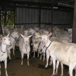 Jannei - Australian goat cheese producers