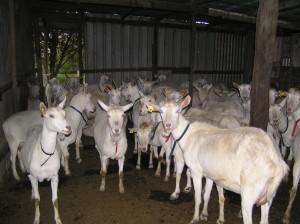Jannei - Australian goat cheese producers