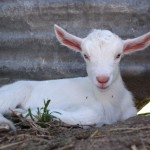 The kids, Jannei Goat Dairy