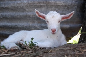 The kids - 3, Jannei Goat Dairy The kids, Jannei Goat Dairy