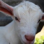 The kids, Jannei Goat Dairy