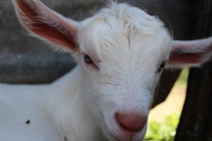 The kids, Jannei Goat Dairy