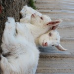 The kids, Jannei Goat Dairy