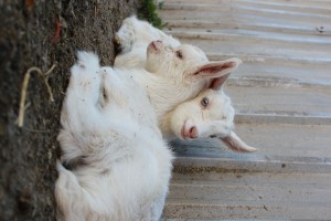 The kids, Jannei Goat Dairy
